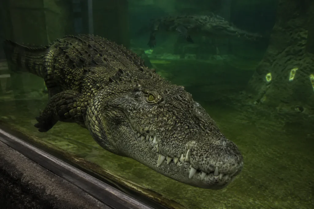 Nile crocodile close-up at Dubai Crocodile Park, Dubai kids go free summer wildlife