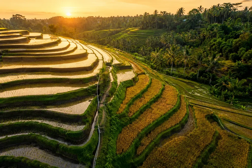 Tegalalang rice terraces in Bali at sunrise, Bali visa for Pakistanis travel guide 