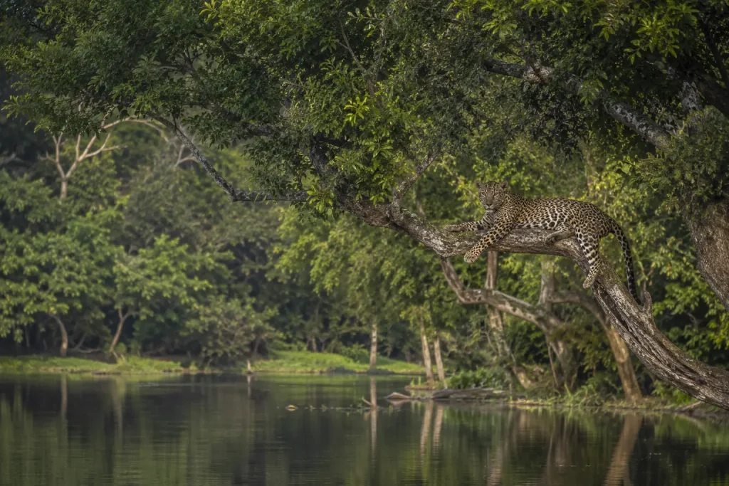 Leopard resting on a tree above a lake in Wilpattu National Park, Sri Lanka