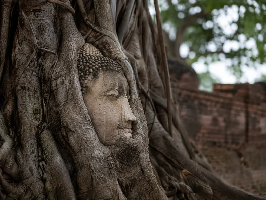 Stone Buddha head wrapped in tree roots at Wat Mahathat, a UNESCO site in Ayutthaya