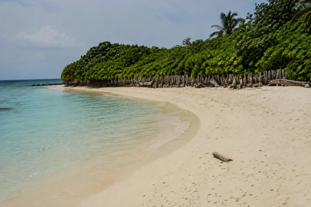 Secluded white-sand beach lined with palm trees on a quiet local island in the Maldives.