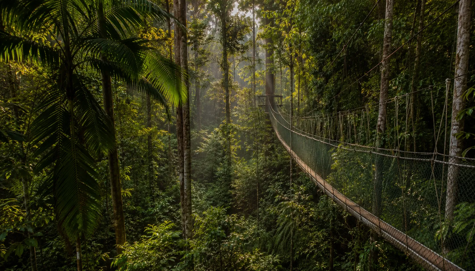 Taman Negara canopy walkway, a Malaysia adventure trip beyond Kuala Lumpur