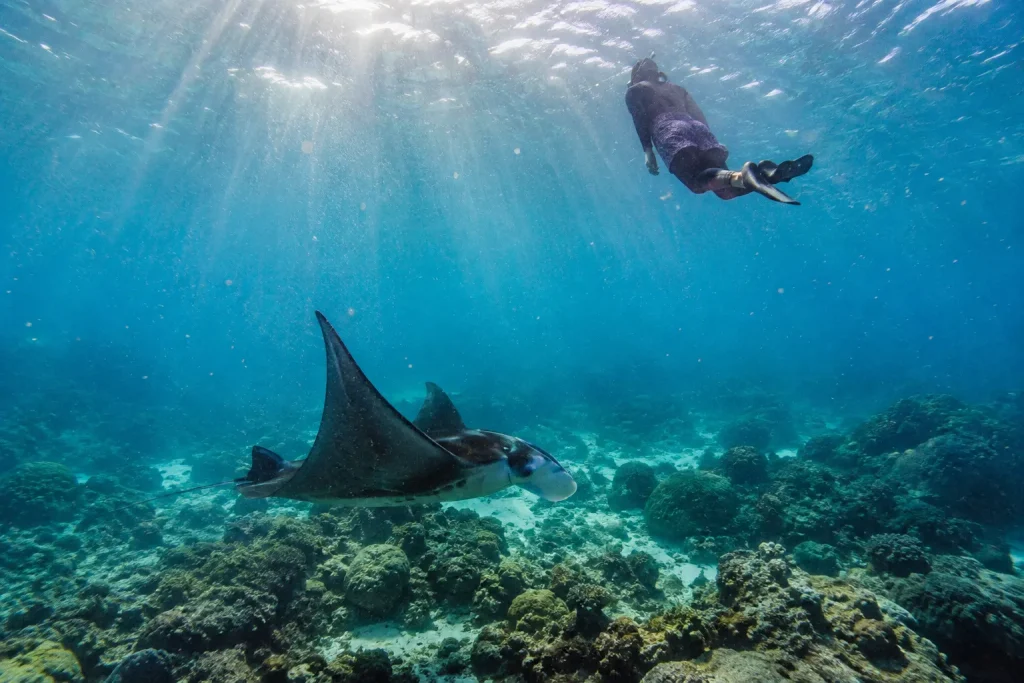 Snorkeling with a manta ray in the Maldives during August to November season