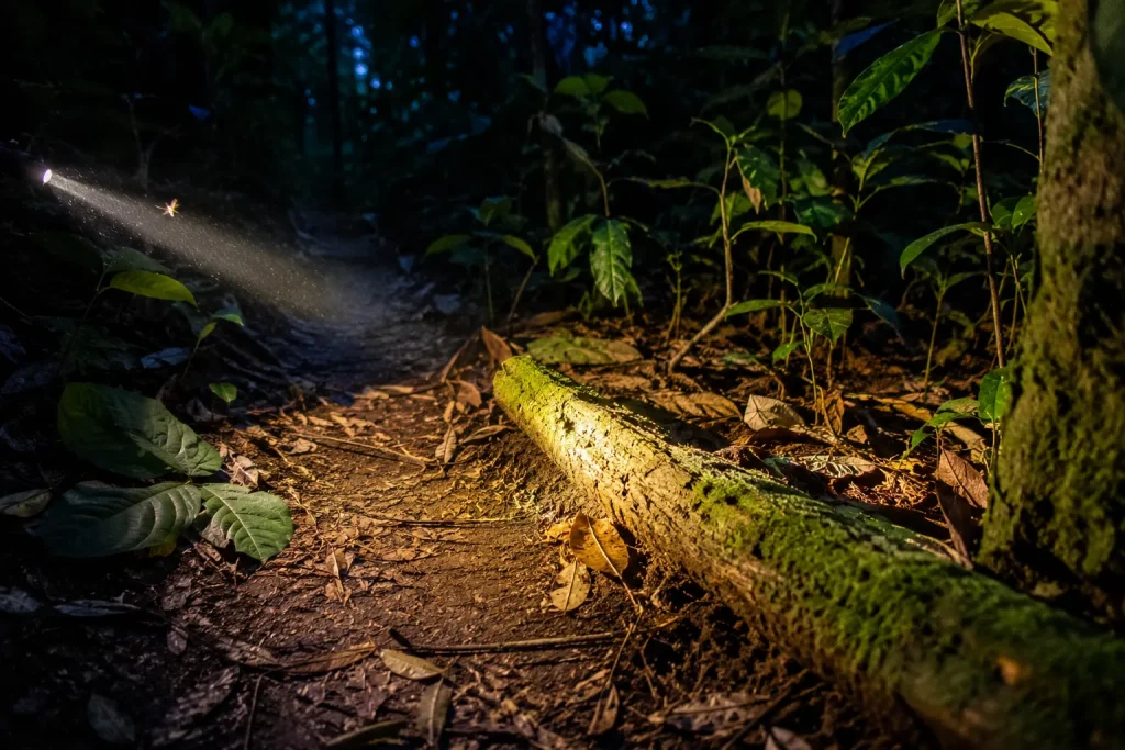 Night jungle walk trail in Taman Negara, one of the top Malaysia adventure trips