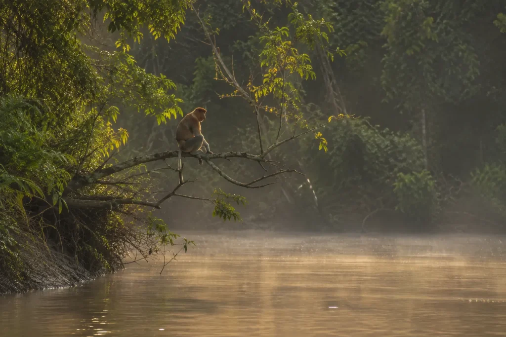 Proboscis monkey on the Kinabatangan River, a Sabah stop on Malaysia adventure trips