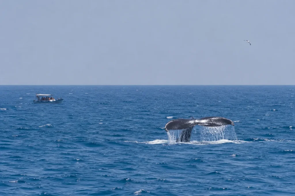 Whale watching off Mirissa with a distance policy, a detail to confirm at Sri Lanka eco lodges