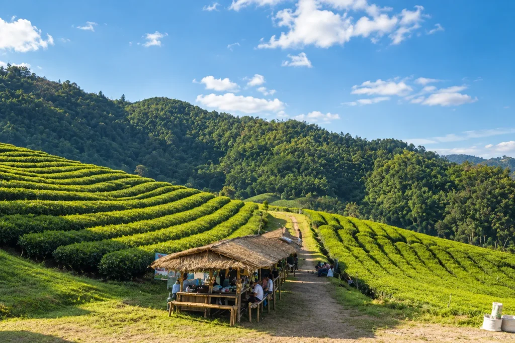 Tea plantation village near Doi Mae Salong, a Chiang Rai homestay stop outside Thailand's advisory zones | Sustainable Thailand Travel