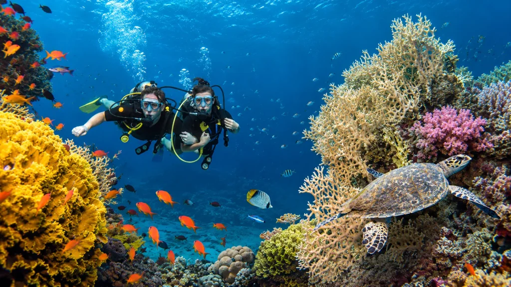 Two scuba divers swimming past coral and a sea turtle, December diving conditions around Menjangan Island | north bali diving